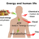 What is Metabolism?