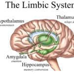 3 steps to help your limbic system out of dysfunction