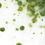 You should know these 5 myths about mold to save your health!